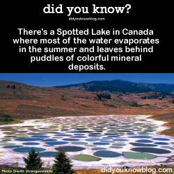 did-you-kno:  There’s a Spotted Lake in Canada where most of