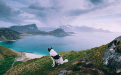 nubbsgalore:  the travels of henrik vikse and his husky, akiak,