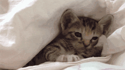funny-gif-1:  http://gifini.com/other cat gifs - http://gifini.com/