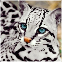 divine-genesis:  Semi-Transparent Ocelot. Ocelot’s fur will