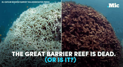 the-future-now:  There’s still time to save the Great Barrier