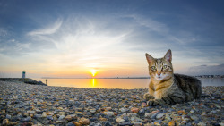 awwww-cute:  Cat, water and stone (Source: http://ift.tt/2aitAx0)