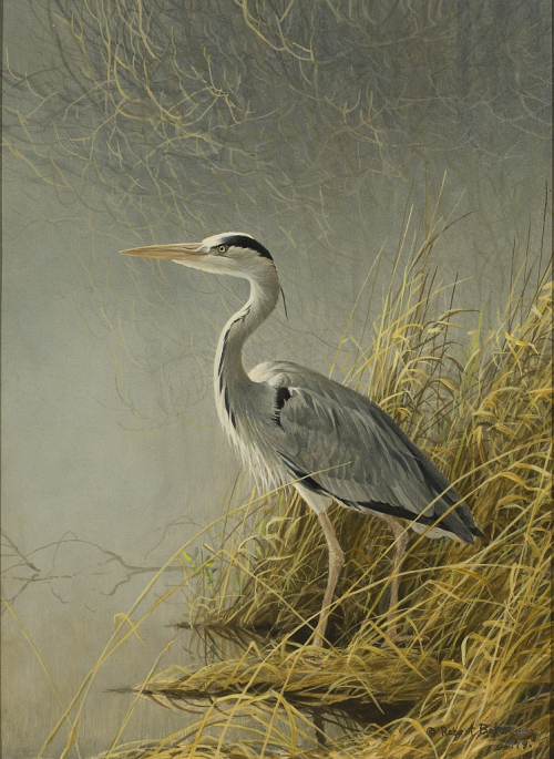 antiqueanimals:    Robert Bateman (b.1930), Great Blue Heron