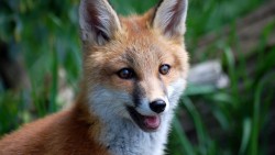 mrdegradation:Here’s a cute fox that may or may not be my new