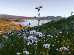 leaberphotos:  My meadowlark sing to meDiamond Valley Lake, California