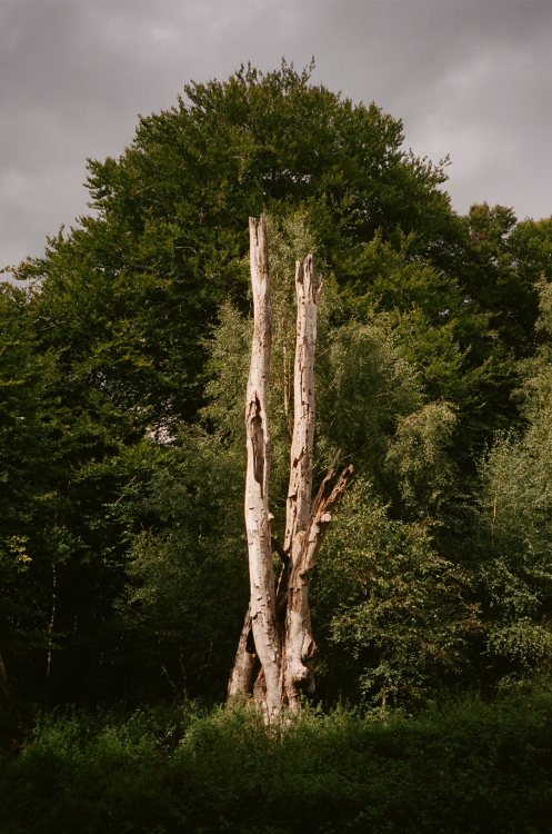 rossjplatt:Ross J. Platt