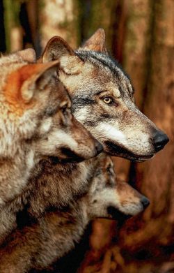 llbwwb:  Wolves by Peter Hausner Hansen. 