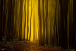 landscape-photo-graphy:  Enchanting Forests Photography Illuminate