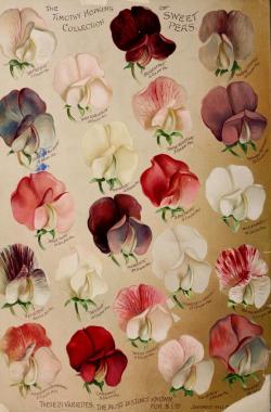 heaveninawildflower:  ‘The Timothy Hopkins Collection of Sweet