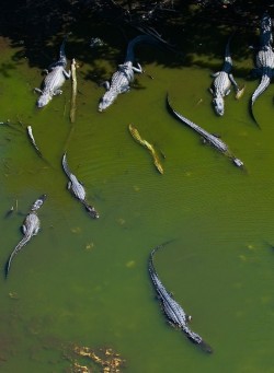 funkysafari:  Alligators of Everglades, Homestead, FL by Jerry