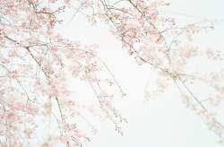 hanmii:sakura by turquoiseacco  شجرة الساكووورااا