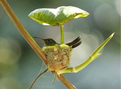 roach-works: everythingfox:    Hummingbird nest with rain protection