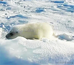 leekimhoung:  Baby Seal in the Snow (x) 