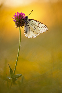 joselito28:  wowtastic-nature:  💙 Black-veined white on 500px