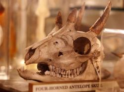 thepeencuisine:  Four horned antelope skull 