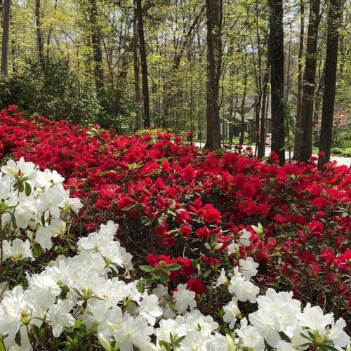 <p>Spring blooms in North Carolina bring the reminder: despite darkness, there is always a way to the light. #amandamaywellness #satnam #integrativehealth #resilience</p>
