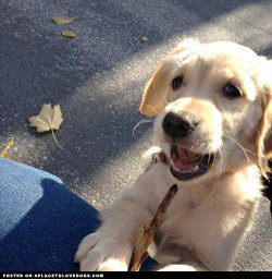 aplacetolovedogs:  Here mommy, it’s my dog stick but you can