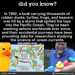 did-you-kno:  In 1992, a boat carrying thousands of  rubber ducks,