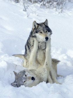 her-wolf:   	daniel j cox gray wolves show of dominance among