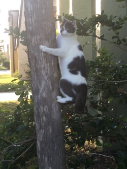 titsmcgheee:  my cat is a tree hugger