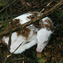 twofacedsheep:  Piebald White-tailed fawn. Original Source. 