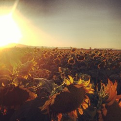 Sunflower field revisited at sunset. This was the better shoot