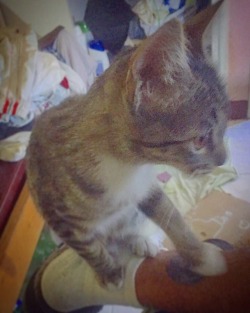 ‭‭ #newcat #newpet #newkitten #cat #kitten #pet #itsagirl