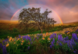 nubbsgalore:spring in the pacific northwest photographed by marc