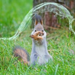 disgustinganimals:  awwww-cute:  Waterbending Squirrel (Source: