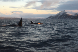 expressions-of-nature:  by Sirpa Winter whale watching in Norway