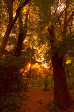 digitalexrth:    Autumn Trees in the Dusk by Yoshikazu TAKADA
