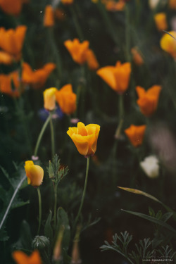 instillmotion:Orange - by Liam Rimmington -Fine Art Prints-Instagram-Twitter-Flickr