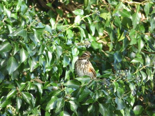 <p>Redwing in my garden.<br/></p>