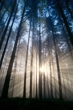 wolverxne:  Sunburst In The Forest | Greg Vaughn-Printscapes