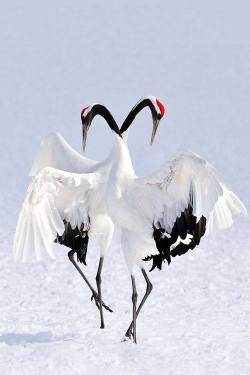spiritwishes:The red-crowned crane, also called the Japanese