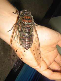 siena-italy:  sixpenceee:  Giant Cicadas: Cicadas are benign