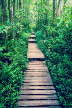disminucion:  >Above the Bamboo Forest - Maui, Heath Herring