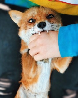 a-fantastic-fox:  everythingfox:  nomJuniper the Fox  i am a