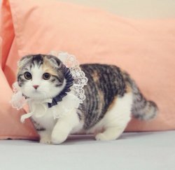 femwitch:  cuteanimalspics:  Belle of the Ball   rinkaku-ism