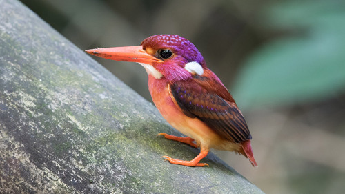 blondebrainpower:  South Philippine Dwarf Kingfisher fledgling  By