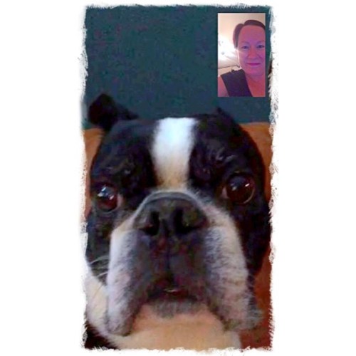 <p>I love being on #motherdaughterroadtrip but I do miss the boys back home. Luckily, FaceTime allows me to check in with #sirwinstoncup and make sure he’s getting all his treats, walks, and naps. #sayhiwinnin  (at Amalfi Coast - Positano)</p>