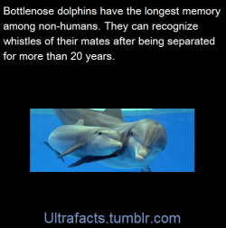 leadhooves:  ultrafacts:  granniekid:  ultrafacts:  Sources+more