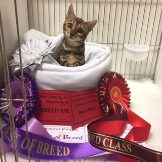 <p class="MsoNormal" style="margin: 0cm 0cm 8pt;">Our new
home bred queen Leopardstar Witch Craft (Dora) at her first show. Red card day 💕 <a title="#leopardstarbengals" href="https://www.websta.one/tag/leopardstarbengals"><font color="#337ab7">#leopardstarbengals</font></a>
<a title="#nevaehbengals" href="https://www.websta.one/tag/nevaehbengals"><font color="#337ab7">#nevaehbengals</font></a>
<a title="#kittensofinstagram" href="https://www.websta.one/tag/kittensofinstagram"><font color="#337ab7">#marblebengal</font></a> #brownmarblebengal <a title="#bengalkittens" href="https://www.websta.one/tag/bengalkittens"><font color="#337ab7">#bengalkittens</font></a>
<a title="#bengalkitten" href="https://www.websta.one/tag/bengalkitten"><font color="#337ab7">#bengalkitten</font></a>
<a title="#bengallove" href="https://www.websta.one/tag/bengallove"><font color="#337ab7">#bengallove</font></a>
<a title="#Bengals" href="https://www.websta.one/tag/Bengals"><font color="#337ab7">#Bengals</font></a> <a title="#bengalcats" href="https://www.websta.one/tag/bengalcats"><font color="#337ab7">#bengalcats</font></a></p>