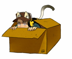 nicca11y:  lossotool:  nicca11y:  as you see,cats love boxes.