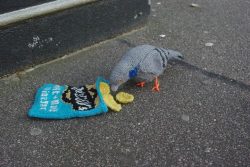 2-shane-s:  birdsofafeathercolchester:  Little knitted pigeon