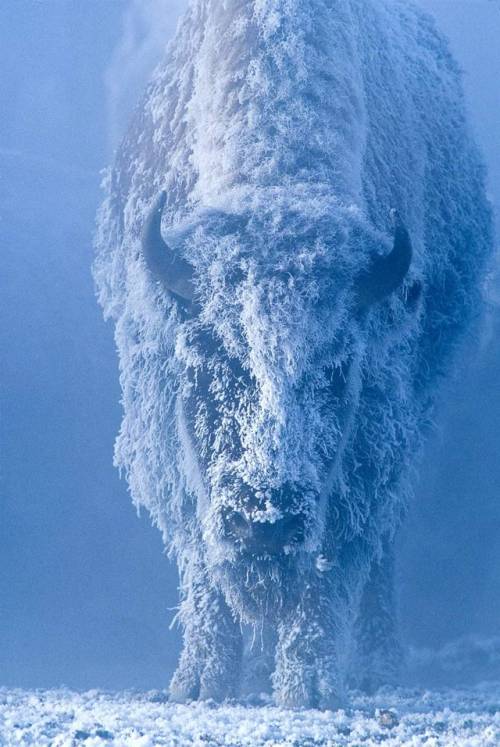 blondebrainpower:  Winter Morning in Yellowstone National Park By