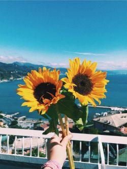adventure-heart:  Sunflowers are the perfect flowers