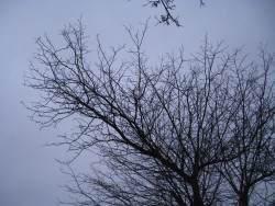 peace-and-awe:  branches my original photography- please do not