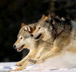 beautiful-wildlife:  Pack of Grey Wolves Running Through Deep