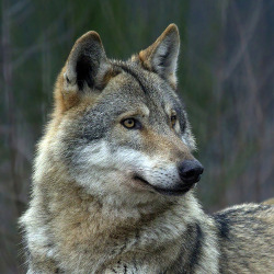 wolveswolves:  By pe_ha45 on Flickr 